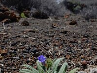 Echium bonnetii 6, Saxifraga-Ed Stikvoort